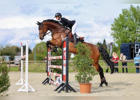 Mecklenburg, Giumenta, 11 Anni, 172 cm, Baio
