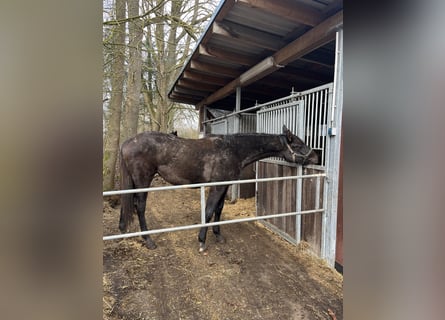 Mecklenburg, Giumenta, 2 Anni, 168 cm, Grigio