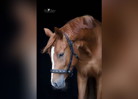 Mecklenburg, Giumenta, 3 Anni, 158 cm, Sauro