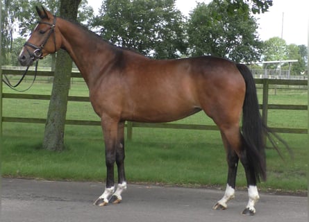 Mecklenburg, Giumenta, 4 Anni, 166 cm, Baio scuro