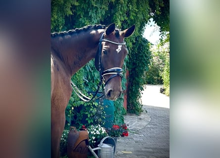 Mecklenburg, Giumenta, 4 Anni, 170 cm, Baio scuro