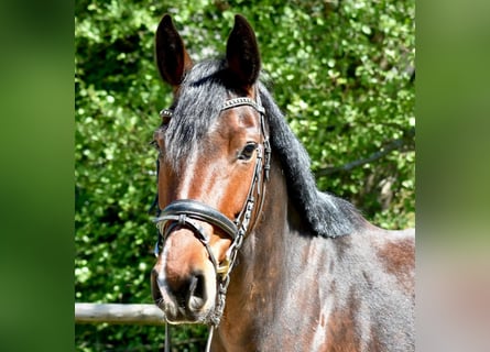 Mecklenburg, Giumenta, 5 Anni, 160 cm, Baio