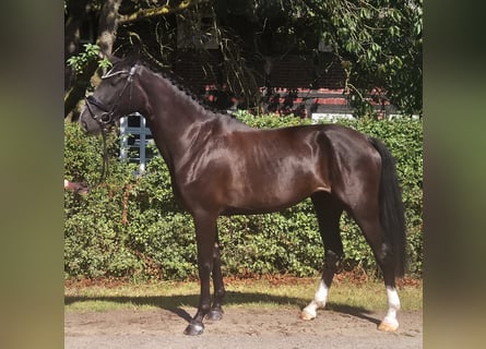 Mecklenburg, Giumenta, 5 Anni, 172 cm, Baio nero