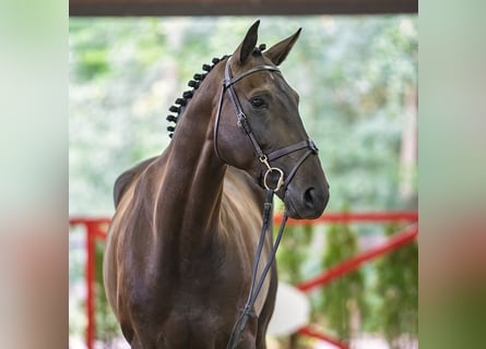 Mecklenburg, Giumenta, 6 Anni, 169 cm, Baio scuro