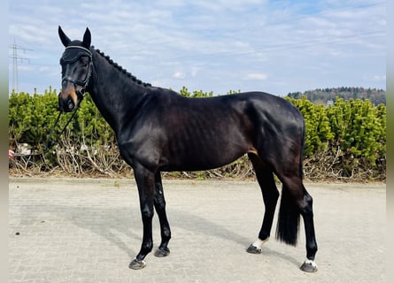 Mecklenburg, Giumenta, 6 Anni, 169 cm, Baio scuro