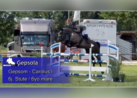 Mecklenburg, Giumenta, 6 Anni, 174 cm, Grigio