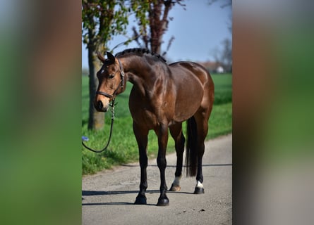 Mecklenburg, Giumenta, 8 Anni, 168 cm, Baio