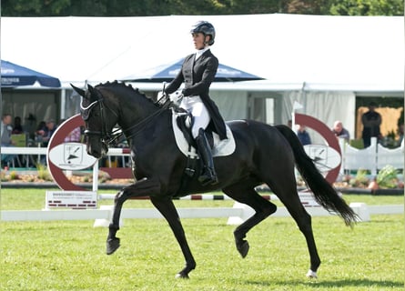 Mecklenburg, Giumenta, 9 Anni, 171 cm, Morello