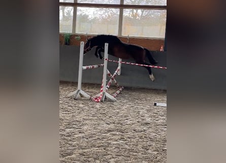 Mecklenburg, Stallone, 2 Anni, 163 cm, Baio scuro