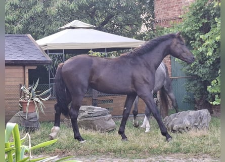Mecklenburg, Stallone, 2 Anni, 170 cm, Baio nero