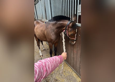 Mecklenburger Warmblut, Hengst, 1 Jahr, 165 cm