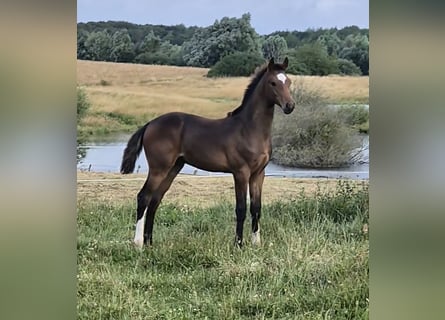 Mecklenburger Warmblut, Hengst, Fohlen (03/2024), 148 cm, Dunkelbrauner