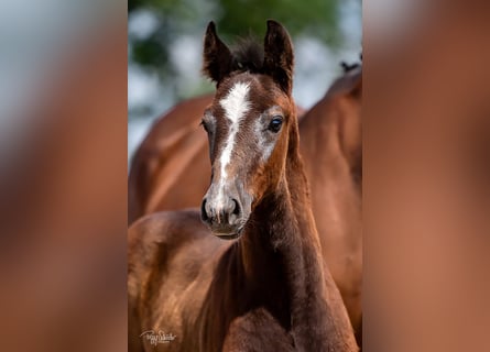 Mecklenburg-varmblod, Hingst, Föl (04/2023), Kan vara vit