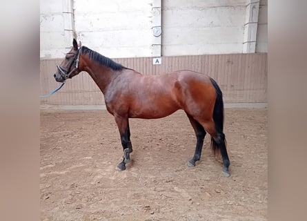 Mecklenburger Warmblut, Stute, 3 Jahre, 165 cm, Brauner