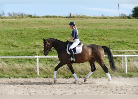 Mecklenburg-varmblod, Sto, 8 år, 174 cm, Brun