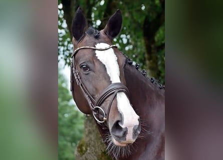 Mecklenburg-varmblod, Sto, 9 år, 170 cm, Mörkbrun