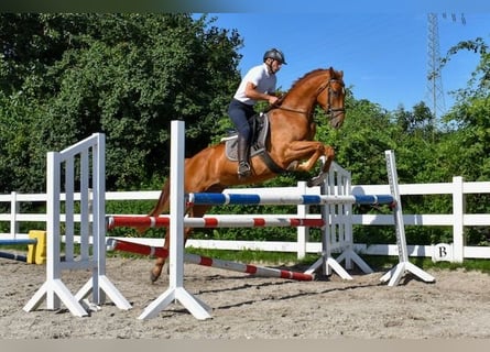 Mecklenburg-varmblod, Valack, 4 år, 165 cm, fux