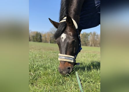 Mecklenburg Warmblood, Gelding, 10 years, 16,2 hh, Smoky-Black