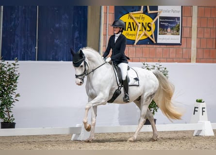 Mecklenburg Warmblood, Gelding, 10 years, 16,3 hh, Grey