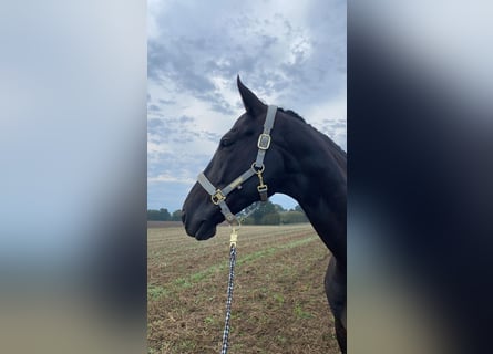 Mecklenburg Warmblood, Gelding, 10 years, 17,1 hh, Black