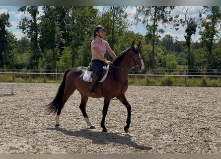 Mecklenburg Warmblood, Gelding, 3 years, 15 hh, Bay-Dark