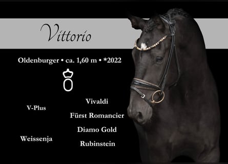 Mecklenburg Warmblood, Gelding, 3 years, 15,2 hh, Smoky-Black