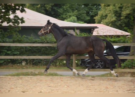 Mecklenburg Warmblood, Gelding, 3 years, 16.1 hh, Smoky-Black