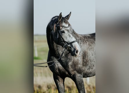 Mecklenburger Warmblut, Wallach, 3 Jahre, 16,2 hh, Apfelschimmel