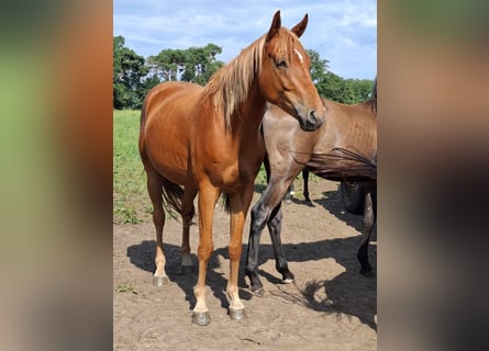 Mecklenburg Warmblood, Gelding, 3 years, 16 hh, Chestnut-Red