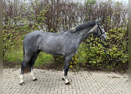 Mecklenburg Warmblood, Gelding, 4 years, 16 hh, Gray-Dark-Tan