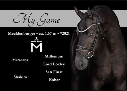 Mecklenburg Warmblood, Gelding, 4 years, 16,1 hh, Black