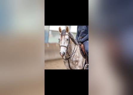 Mecklenburg Warmblood, Gelding, 4 years, 16,1 hh, Grey