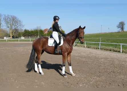 Mecklenburg Warmblood, Gelding, 4 years, 17,1 hh