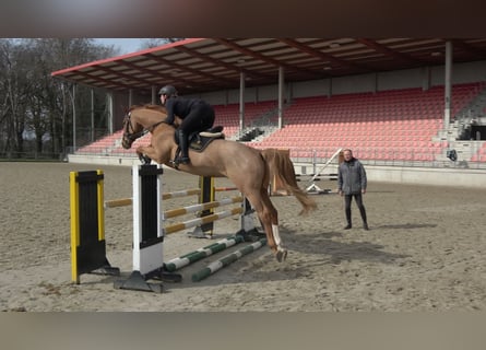 Mecklenburger Warmblut, Wallach, 5 Jahre, 16,1 hh, Fuchs