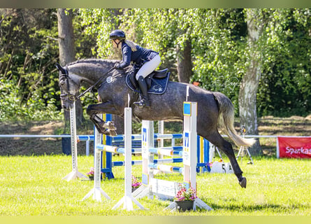 Mecklenburg Warmblood, Gelding, 5 years, 16.1 hh, Grey-Blue-Tan