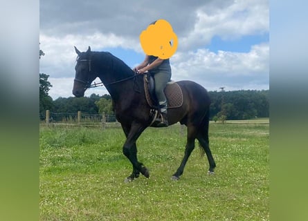 Mecklenburg Warmblood, Gelding, 5 years, 16.2 hh, Bay-Dark