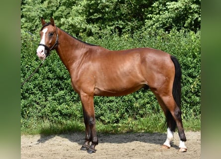 Mecklenburg Warmblood, Gelding, 5 years, 16.2 hh, Brown
