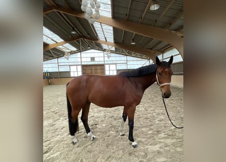 Mecklenburg Warmblood, Gelding, 5 years, 16,2 hh, Brown