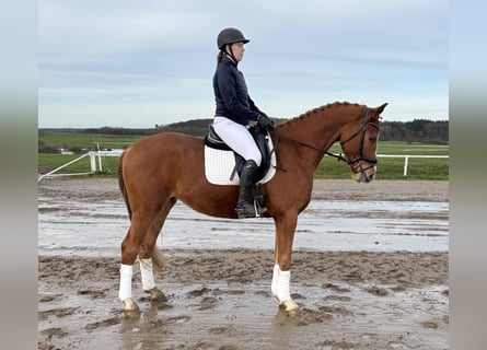 Mecklenburg Warmblood, Gelding, 5 years, 16,2 hh, Chestnut-Red