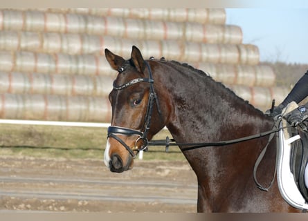 Mecklenburg Warmblood, Gelding, 5 years, 16 hh, Bay-Dark