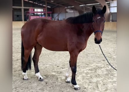 Mecklenburg Warmblood, Gelding, 5 years, 16,2 hh, Brown