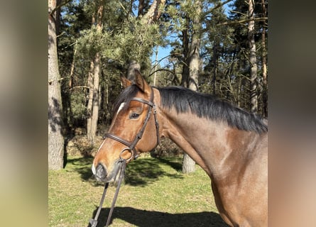 Mecklenburg Warmblood, Gelding, 6 years, 16.1 hh, Brown
