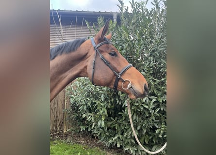 Mecklenburg Warmblood, Gelding, 6 years, 17,2 hh, Brown