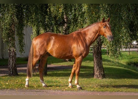 Mecklenburg Warmblood, Gelding, 7 years, 16.1 hh, Chestnut