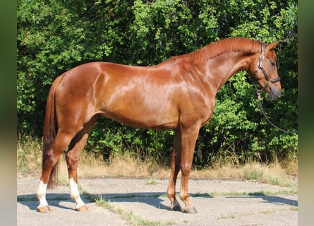 Mecklenburg Warmblood, Gelding, 7 years, 16.2 hh, Chestnut-Red