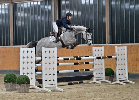 Mecklenburg Warmblood, Gelding, 7 years, 17 hh, Gray