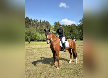 Mecklenburg Warmblood, Gelding, 7 years, 17,1 hh, Chestnut