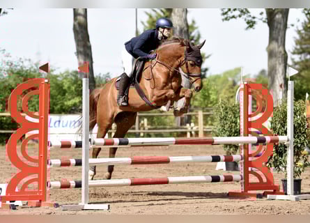 Mecklenburg Warmblood, Gelding, 8 years, 16.1 hh, Chestnut-Red