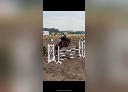 Mecklenburg Warmblood, Gelding, 8 years, 16,1 hh, Chestnut