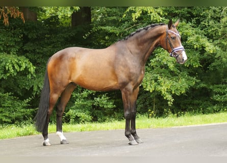 Mecklenburg Warmblood, Gelding, 8 years, 16,2 hh, Bay-Dark